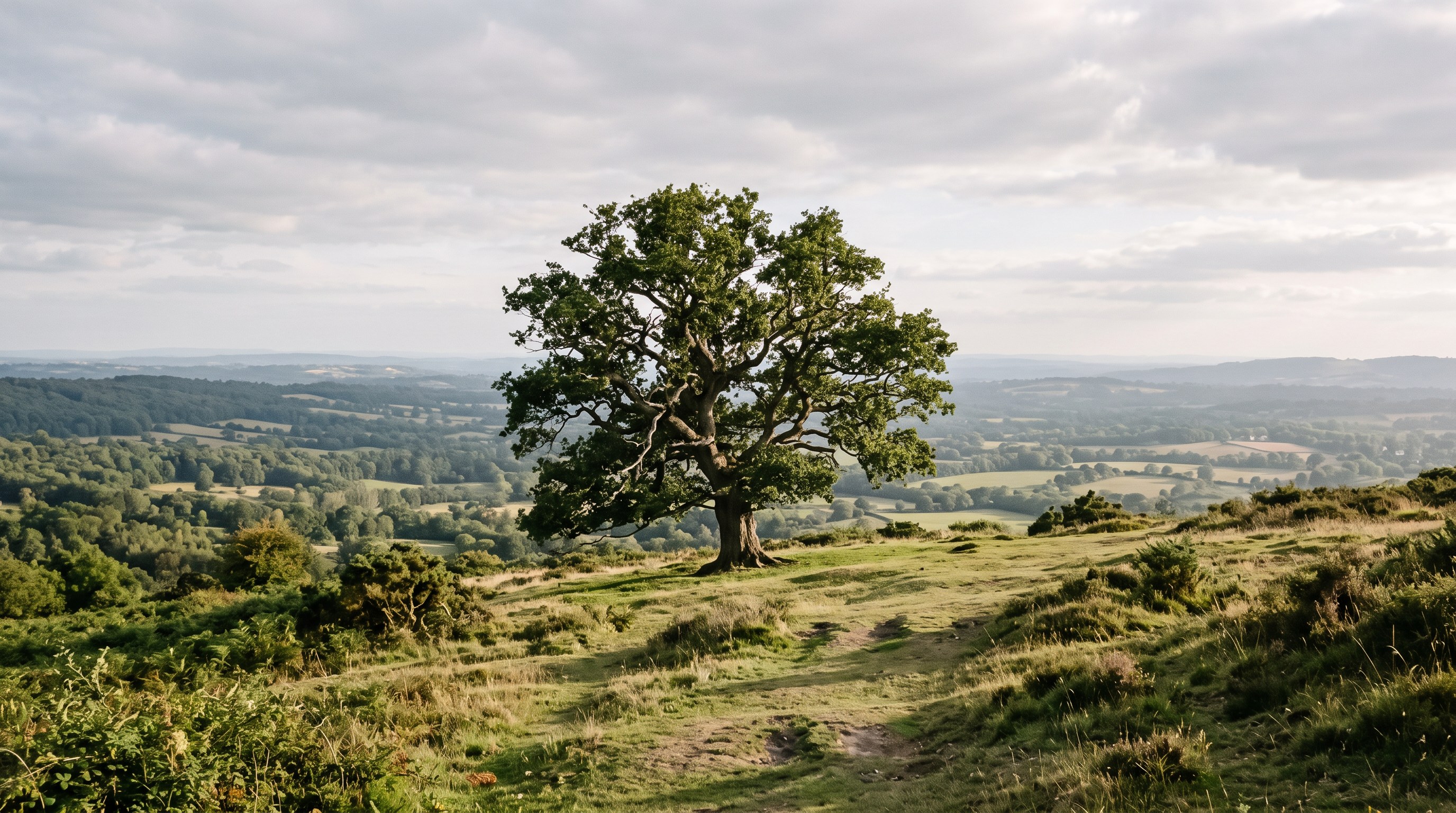 Mature oak tree in the English countryside
