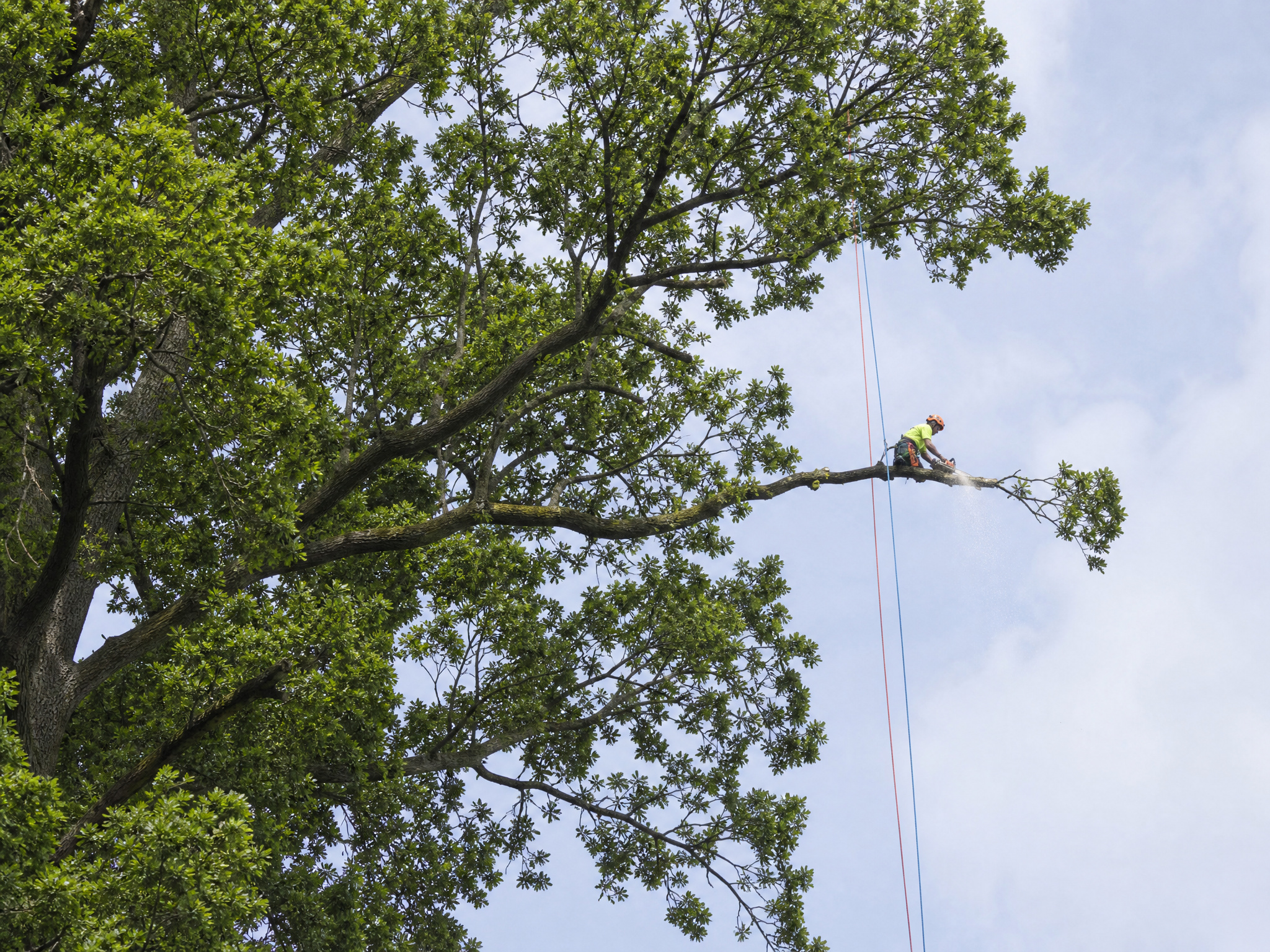 Tree Pruning & Maintenance
