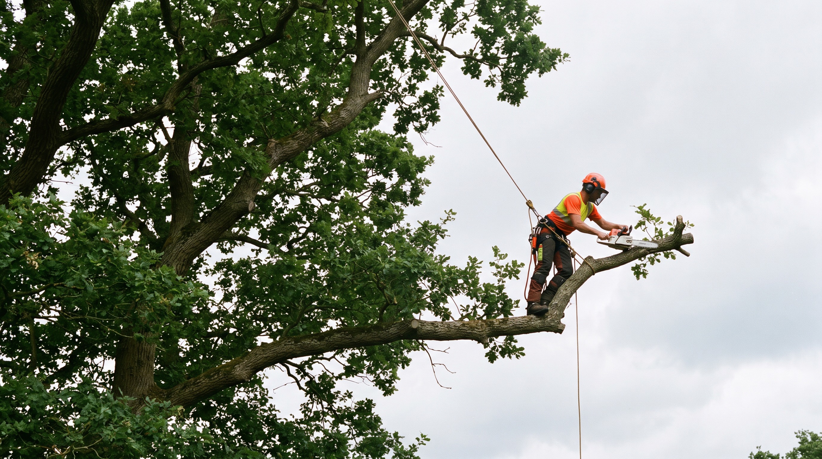 Pruning & Maintenance